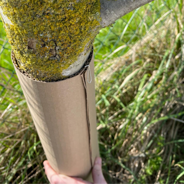 carton ondulé en rouleau autour d'un arbre